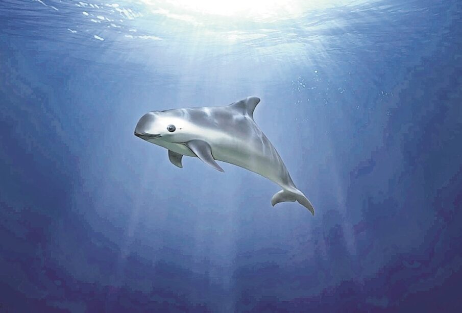 Día de la Vaquita Marina 2024 extinción