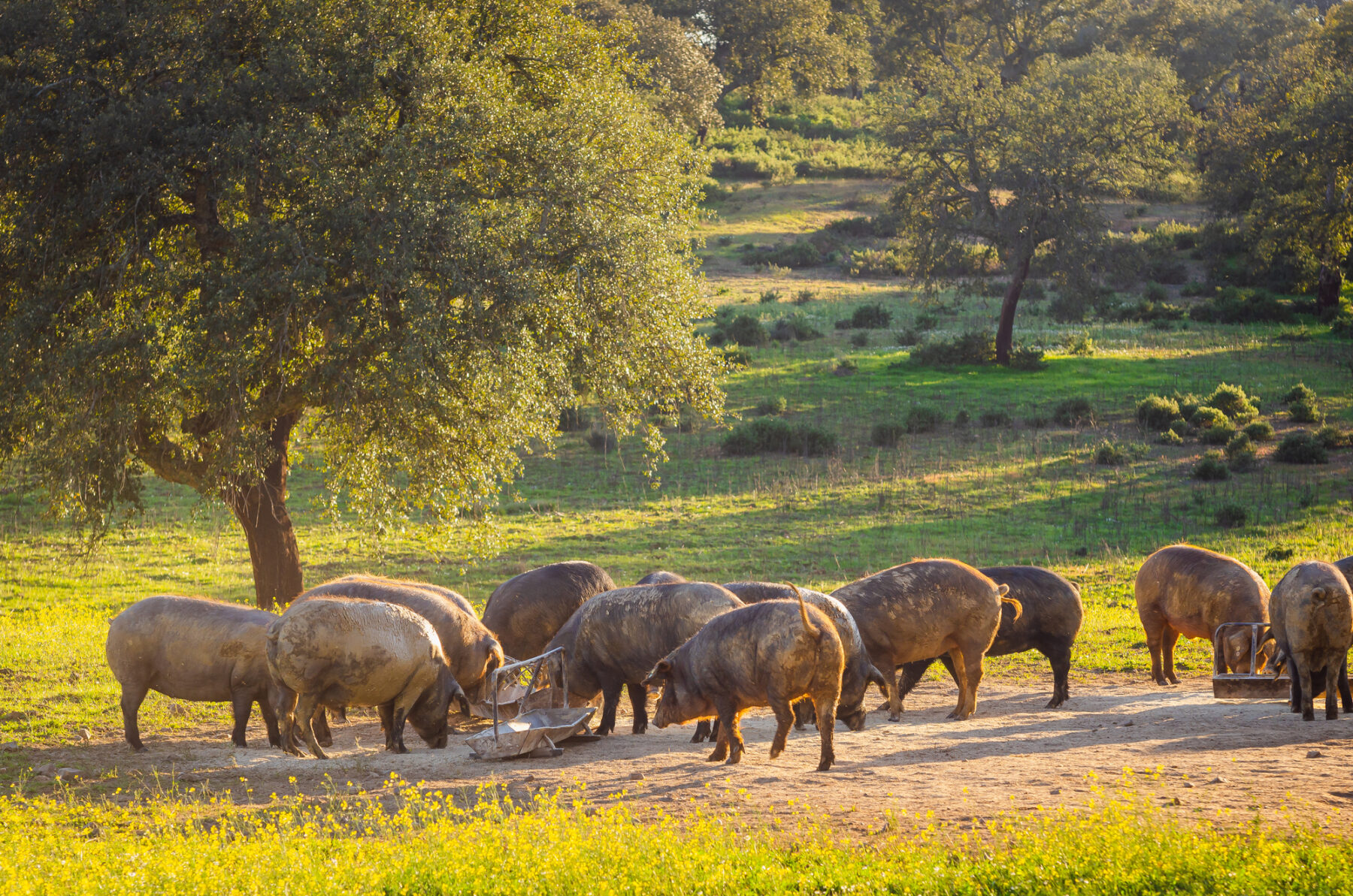 Octubre restaurar ecosistemas encinas dehesas cerdo iberico