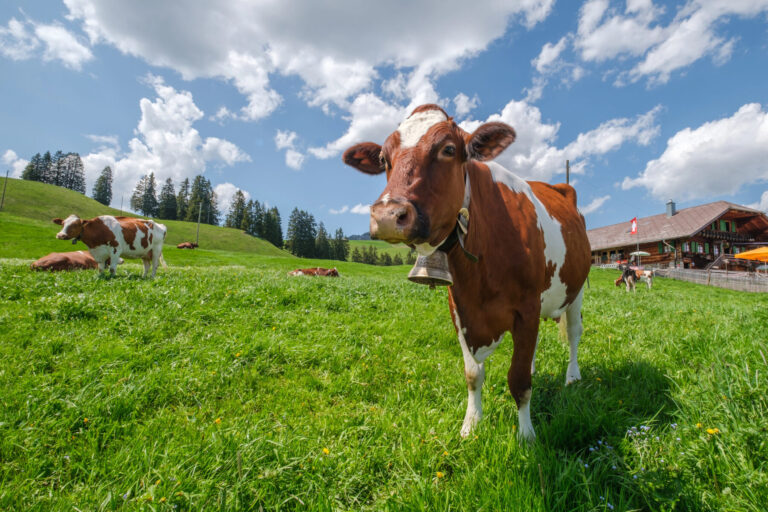 PAC Diálogo Estratégico Futuro Agricultura UE