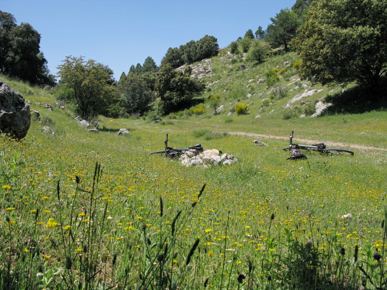 mariposas sierra huetor