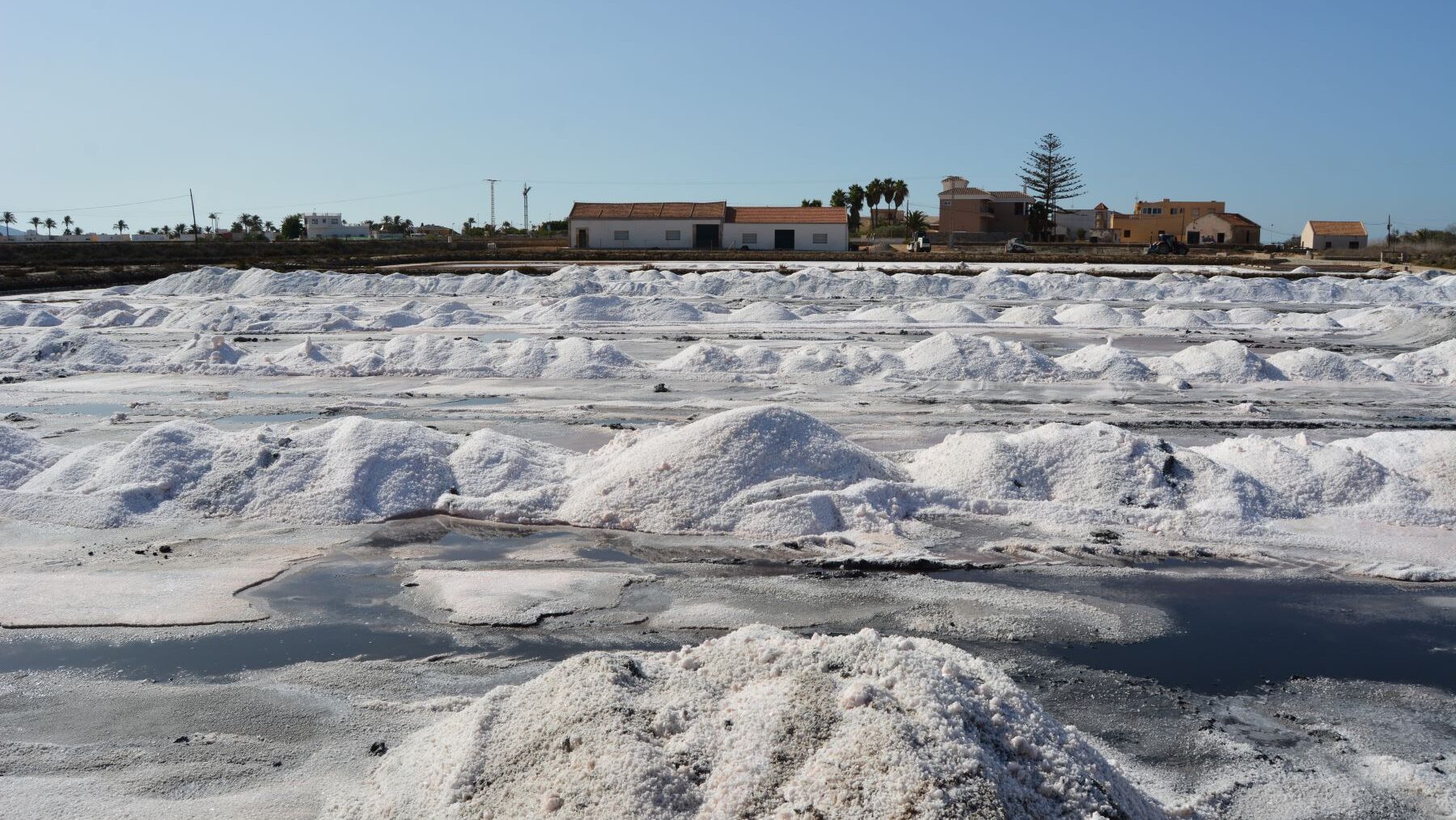 ANSE obra el milagro en las Salinas de Marchamalo después de 30 años de ...