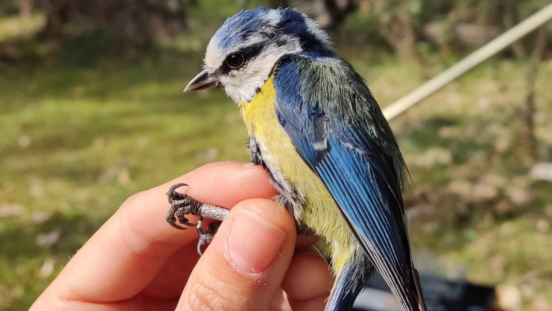 efectos ambientales salud herrerillo
