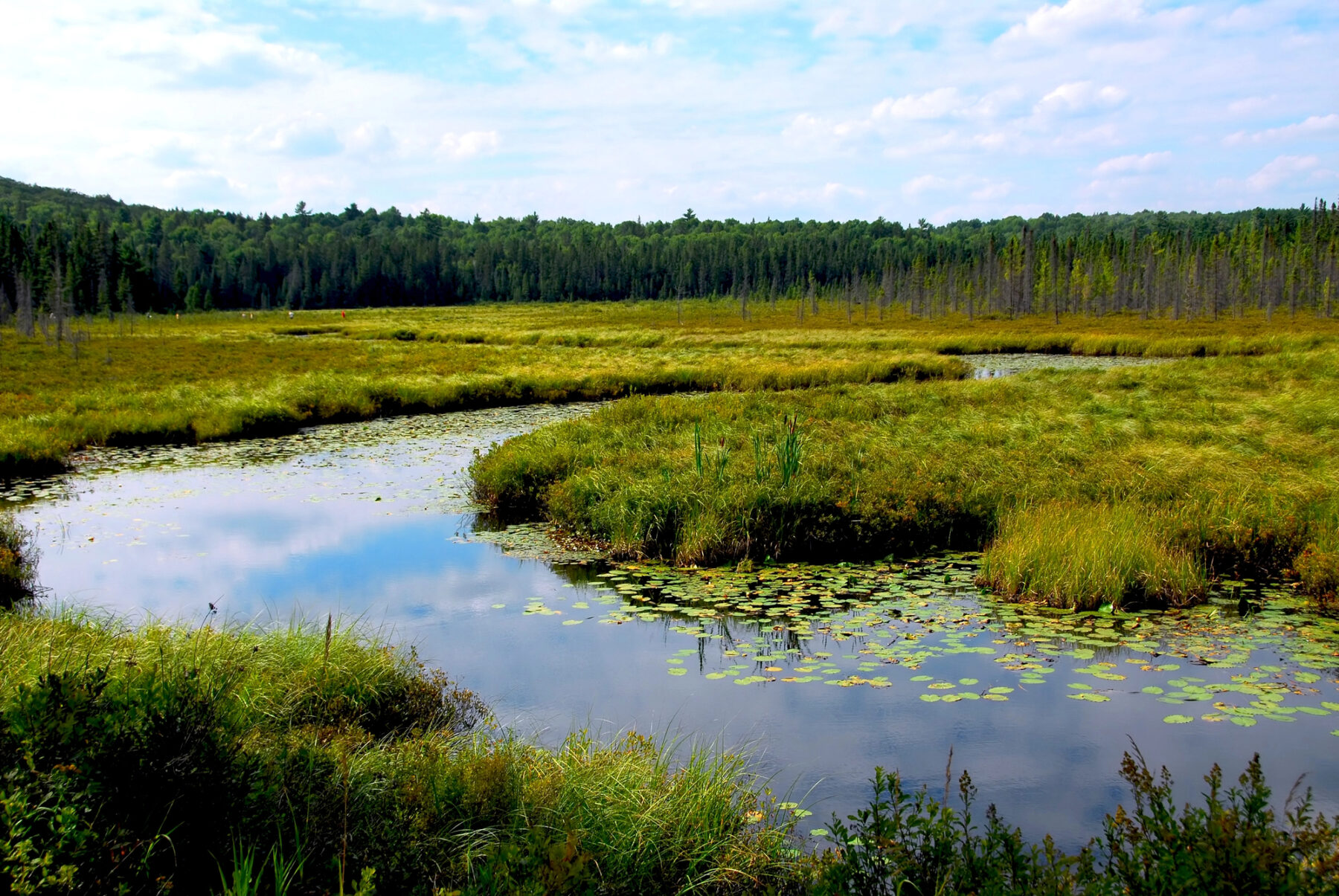 Humedales antibióticos aguas residuales medio ambiente