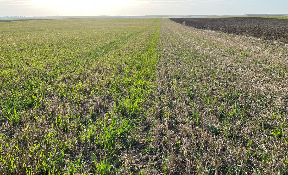 mulching agricultura cambio climático