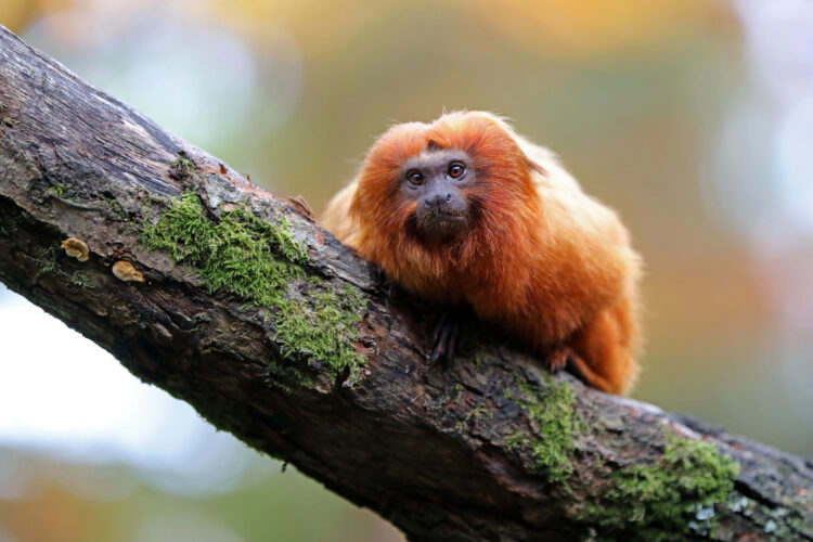 monos titi nombre
