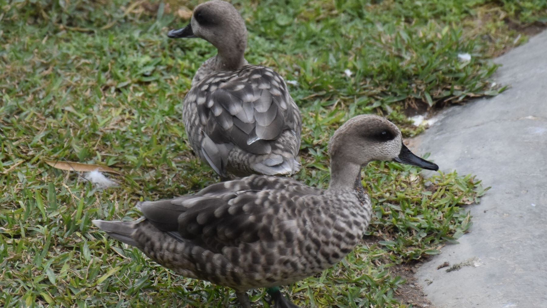 Zoobotánico cerceta pardilla