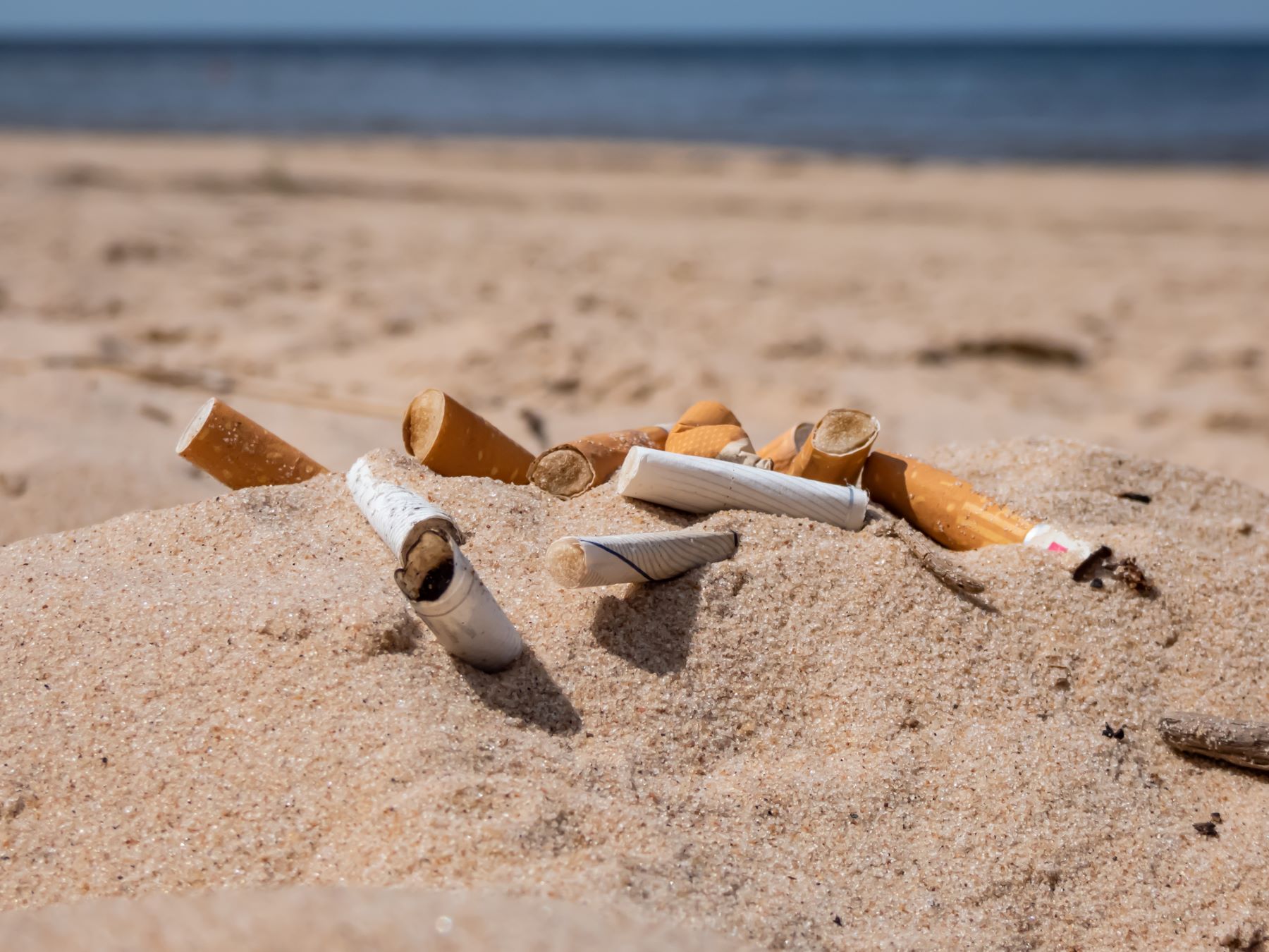 ÁVORA asociación impacto filtros