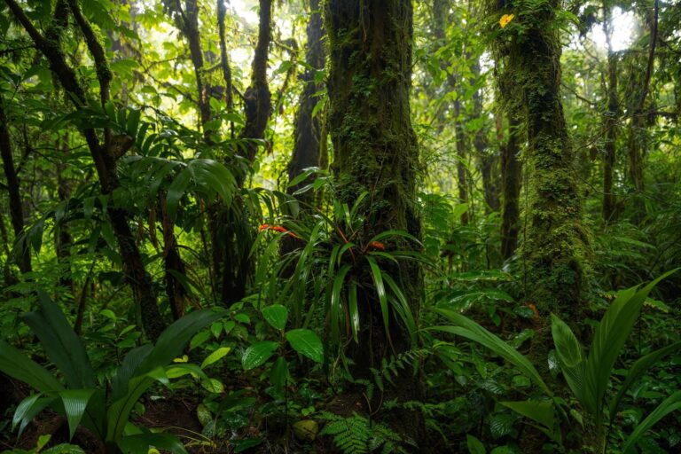Amazonía pueblos indígenas ciencia colapso