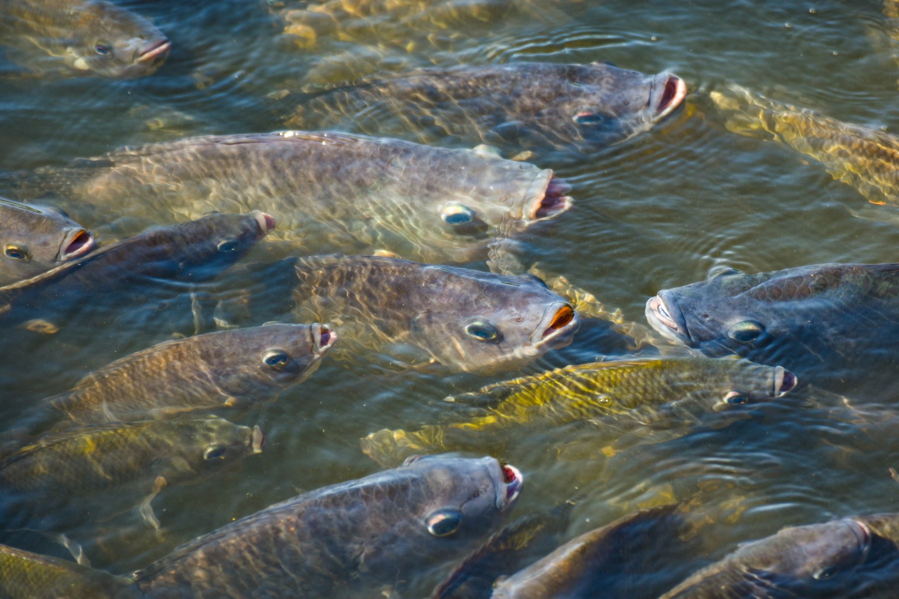 lecitina goma árabe Tilapia acuicultura