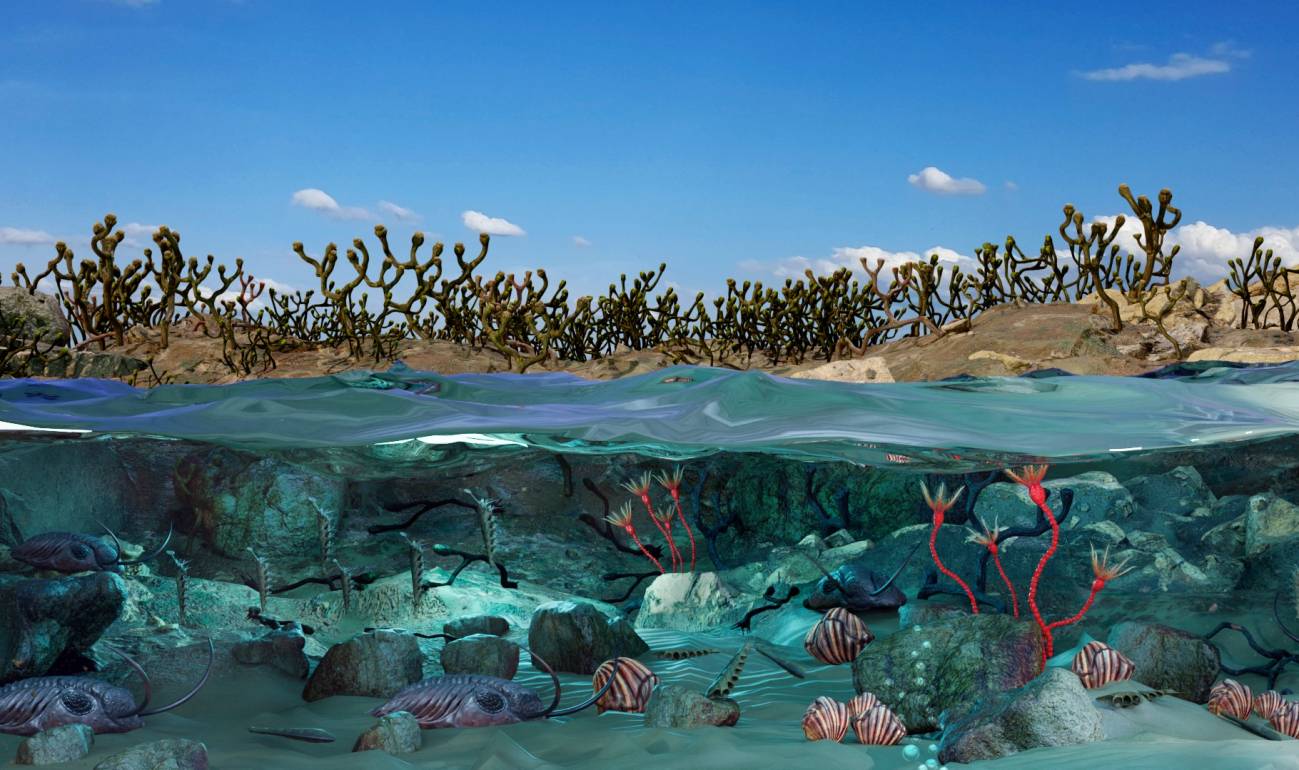 Flora terrestre América Sur