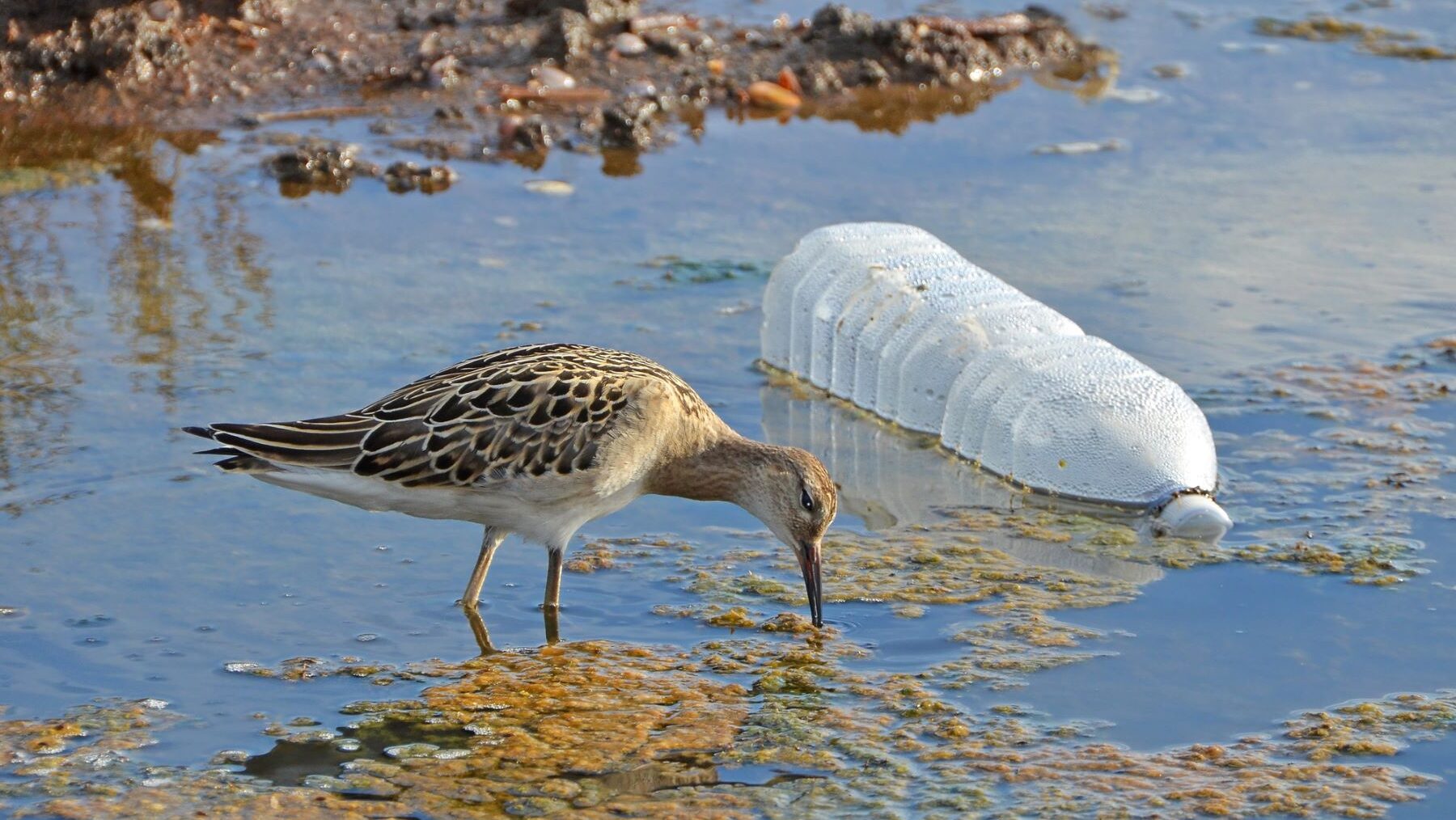 COP16 Perú Chile Colombia Tratado Global Contaminación Plásticos