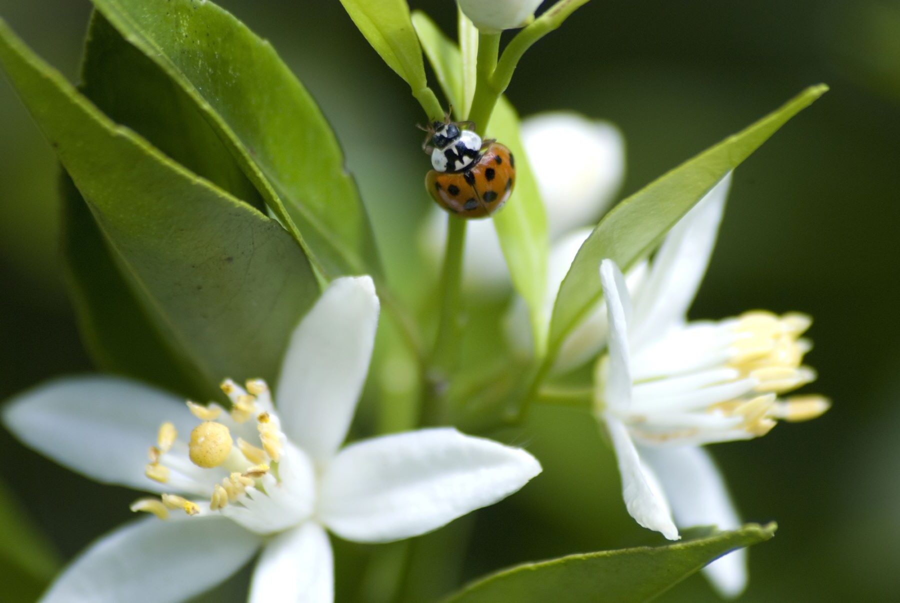 COP16 financiación Marco Mundial Biodiversidad Kunming Montreal