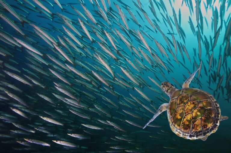 COP16 océanos cambio climático biodiversidad Latinoamérica