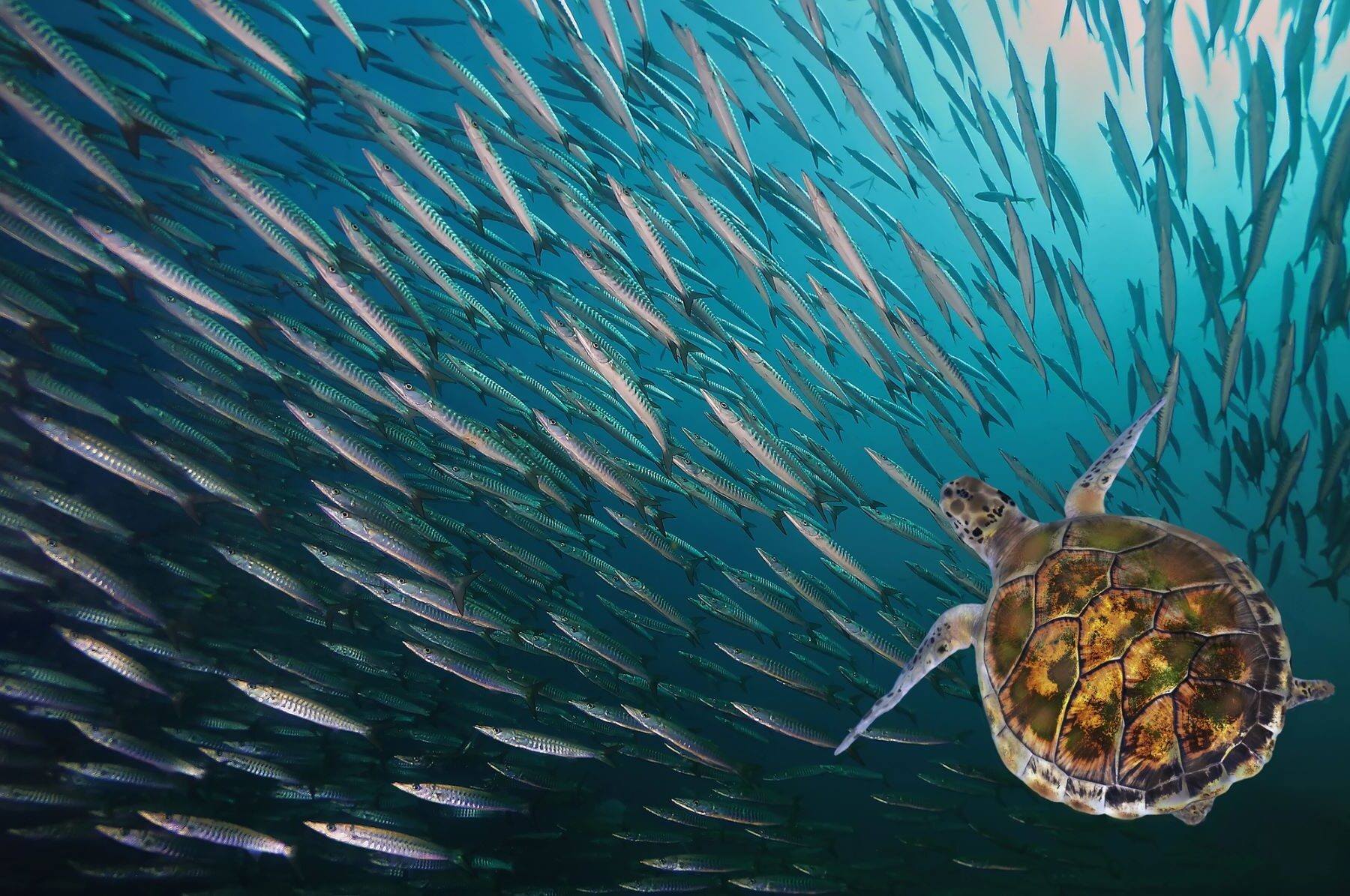 COP16 océanos cambio climático biodiversidad Latinoamérica