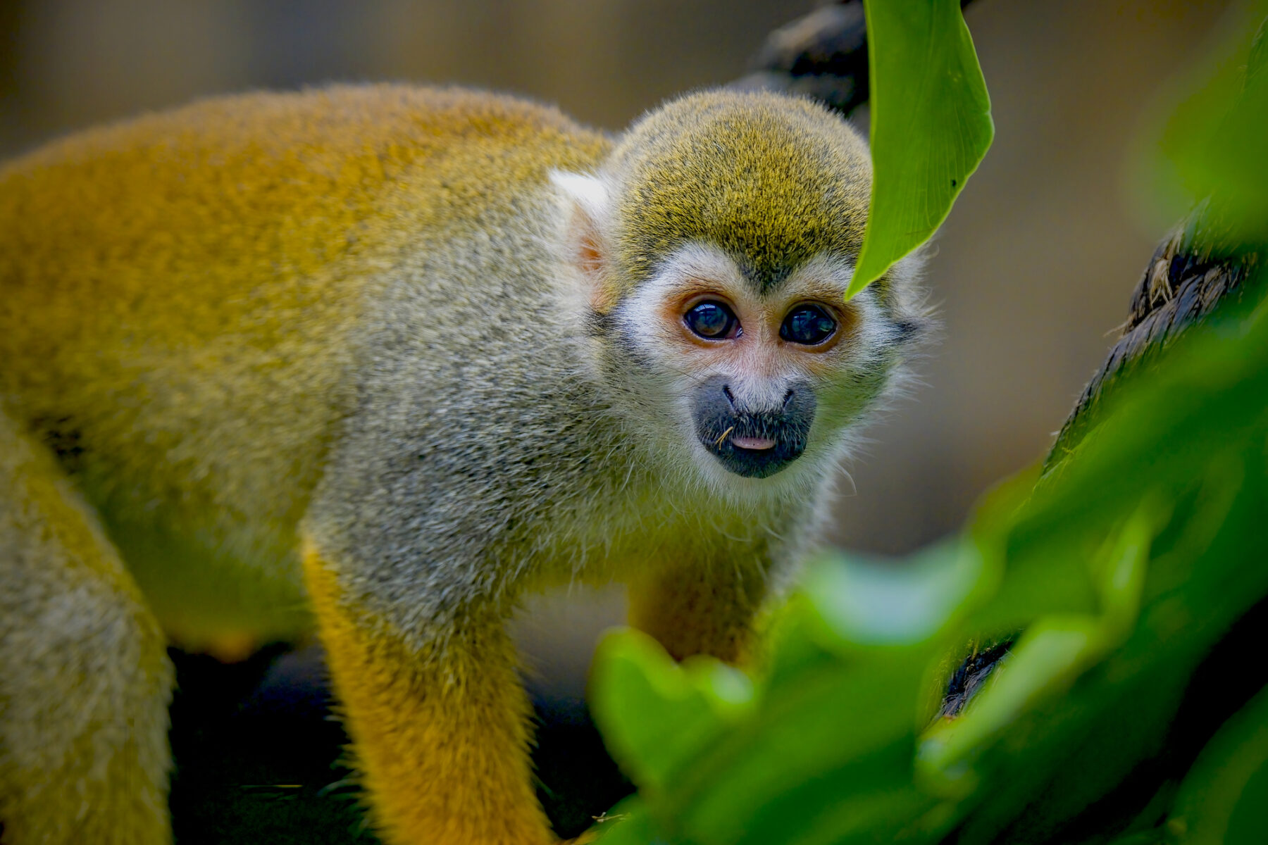 cop16 derechos naturaleza
