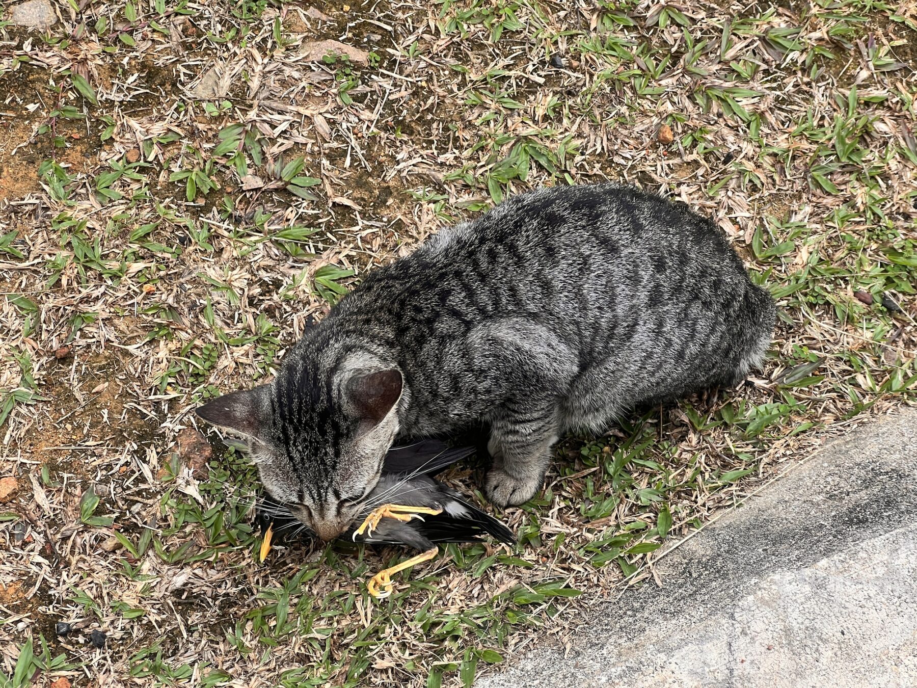 Canarias colonias felinas peligro biodiversidad local