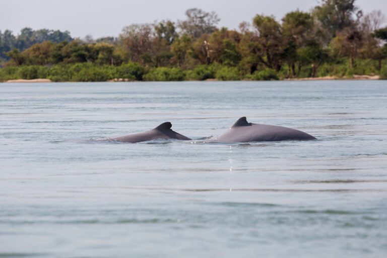 Delfines río Sudamérica colapso