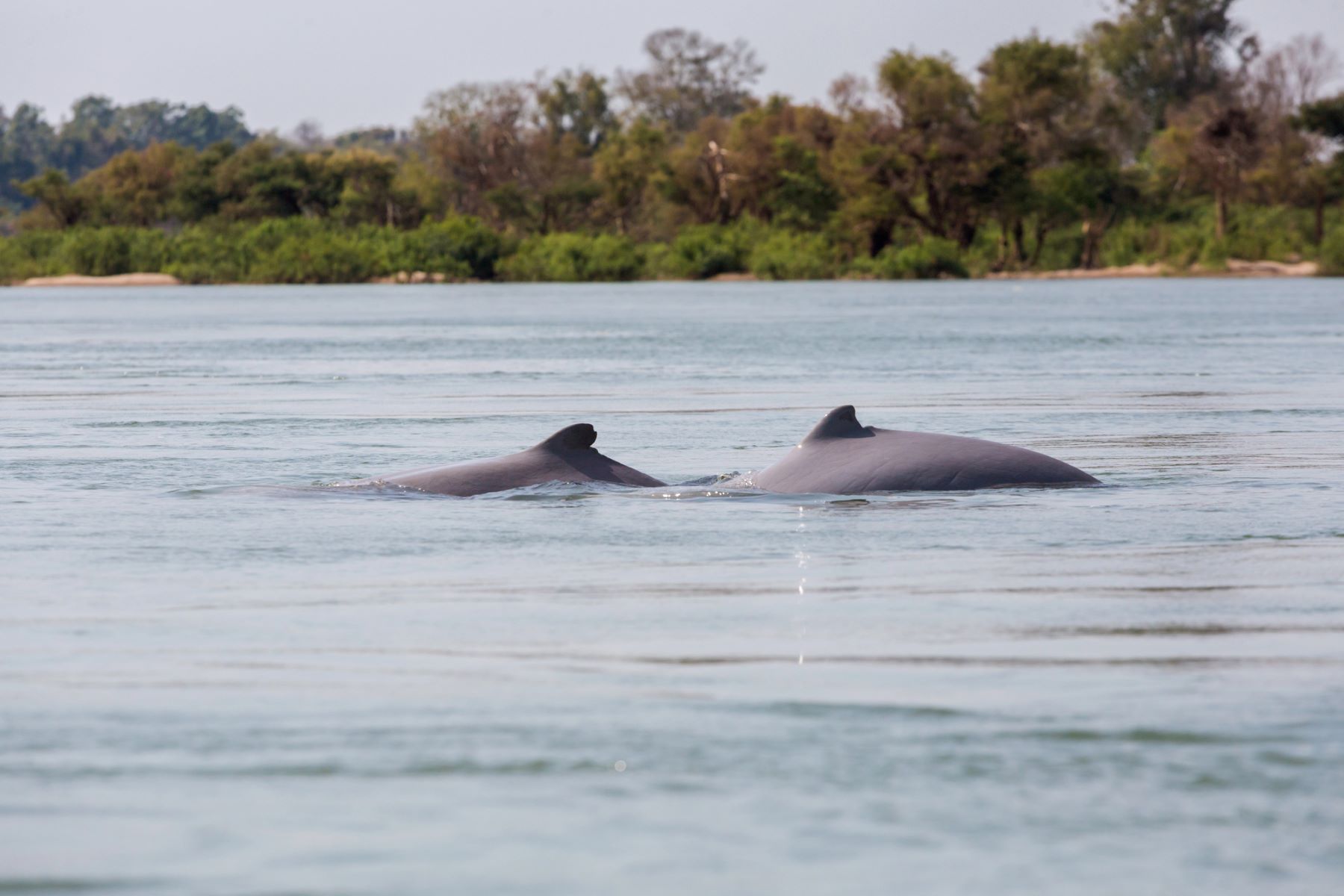 Delfines río Sudamérica colapso