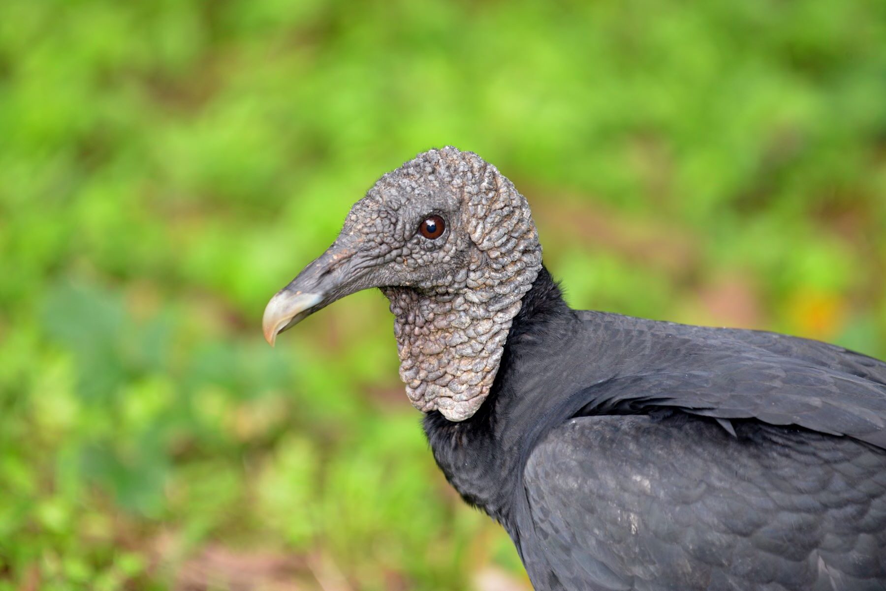 LIFE Rhodope Vulture buitre negro Bulgaria