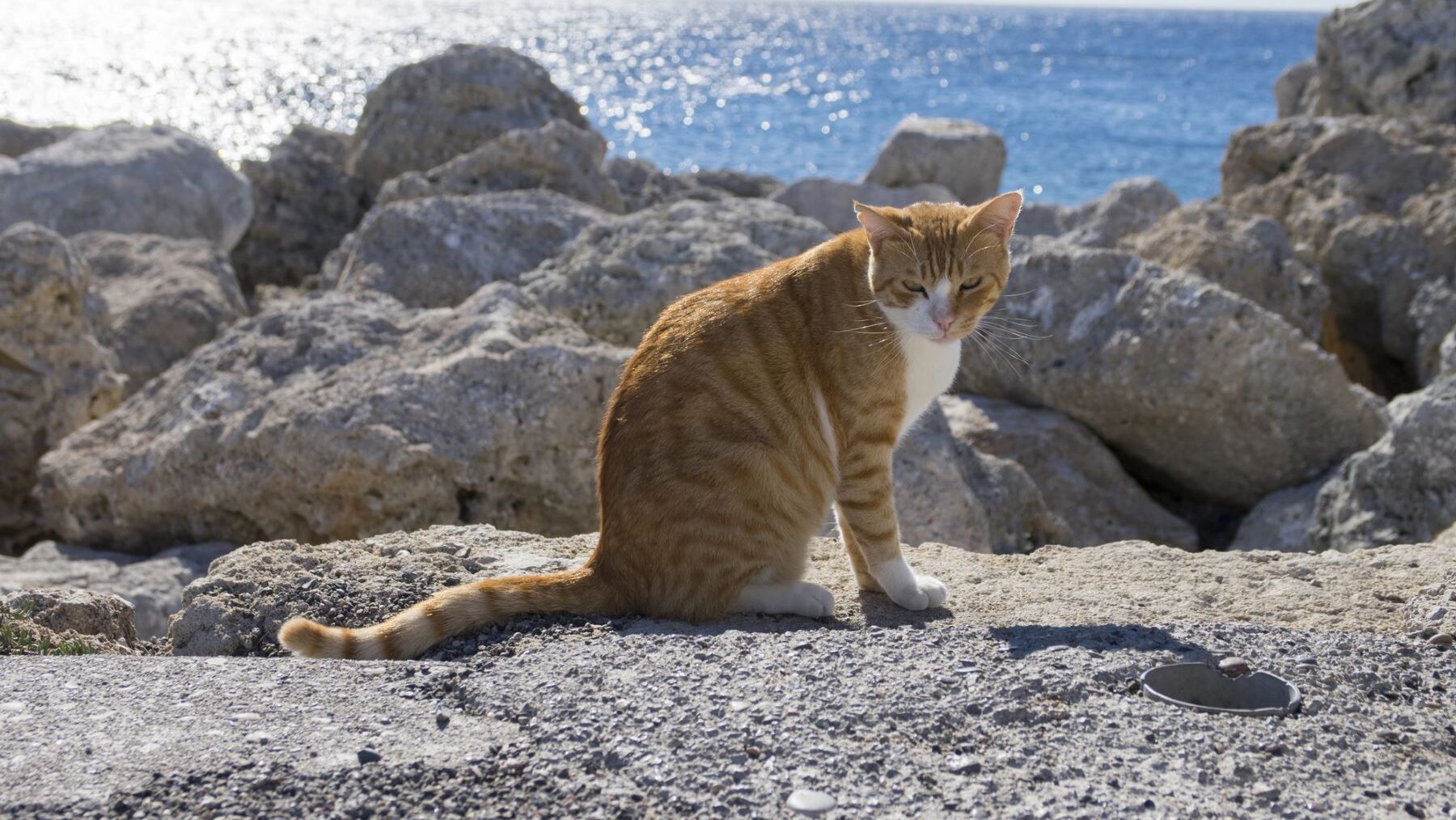 canarias gestion gatos