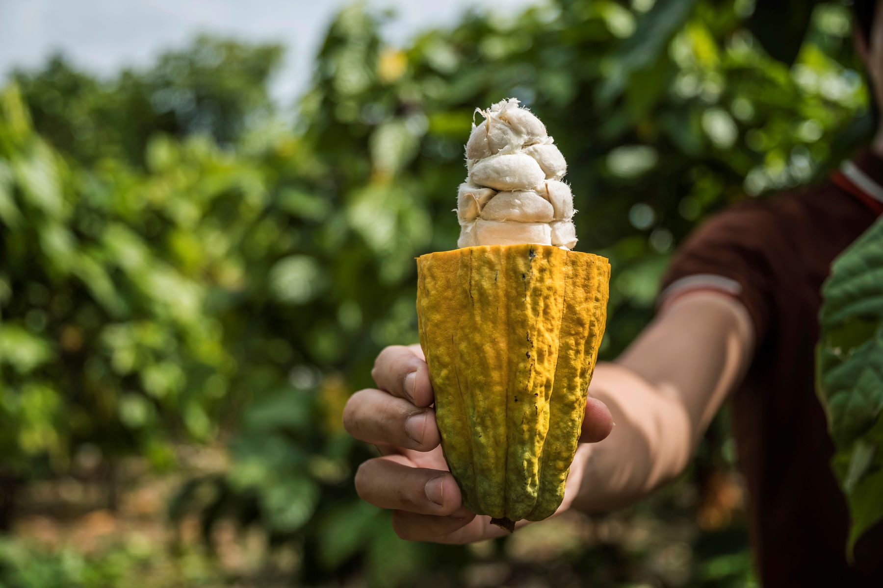 Alianza Verde deforestación importada