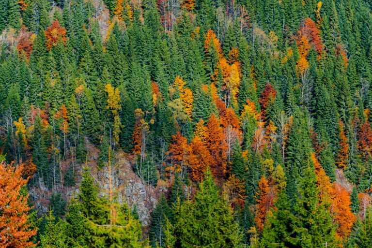 selvicultura cambio climatico