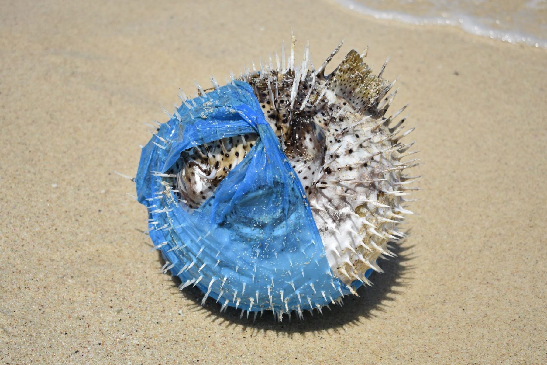 COP16 Tratado Internacional Plásticos