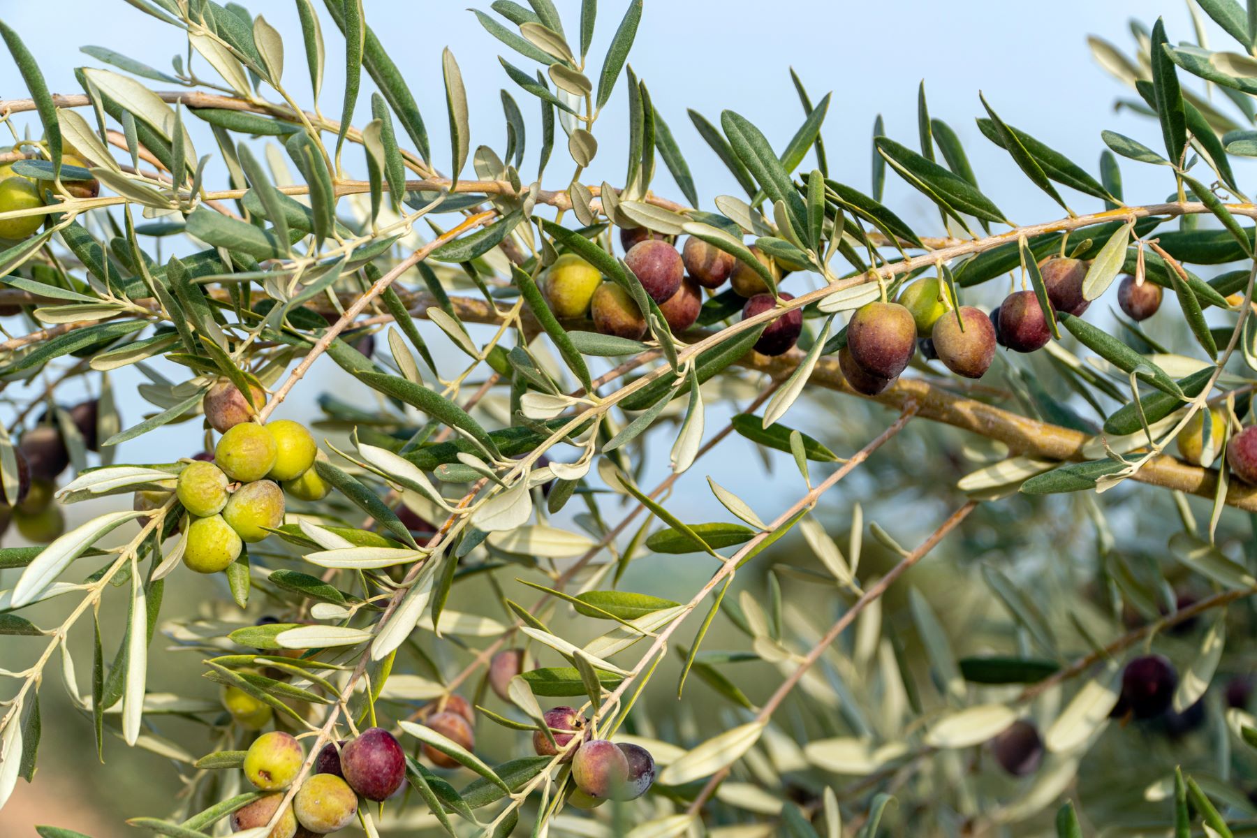 residuos olivar compuestos bioactivos