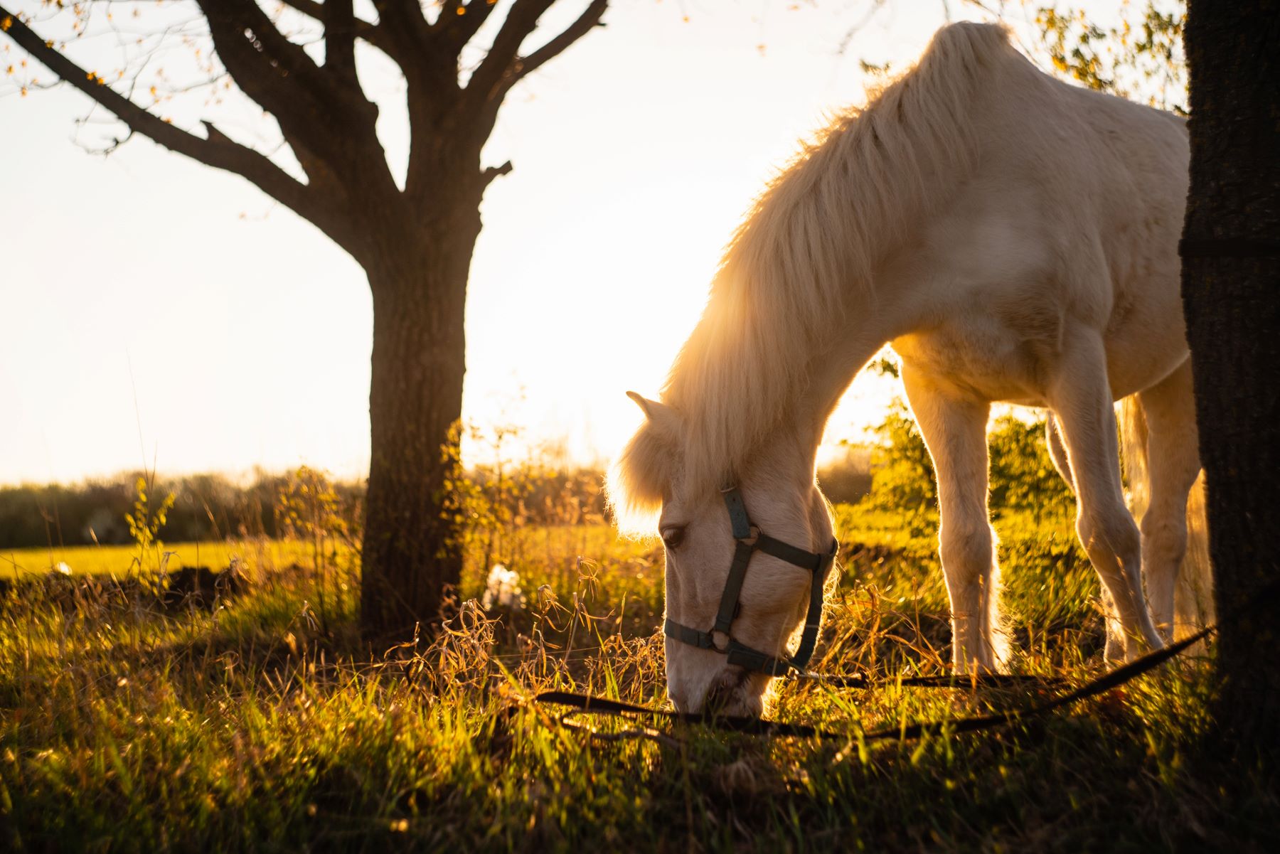Abandono caballos Alcira