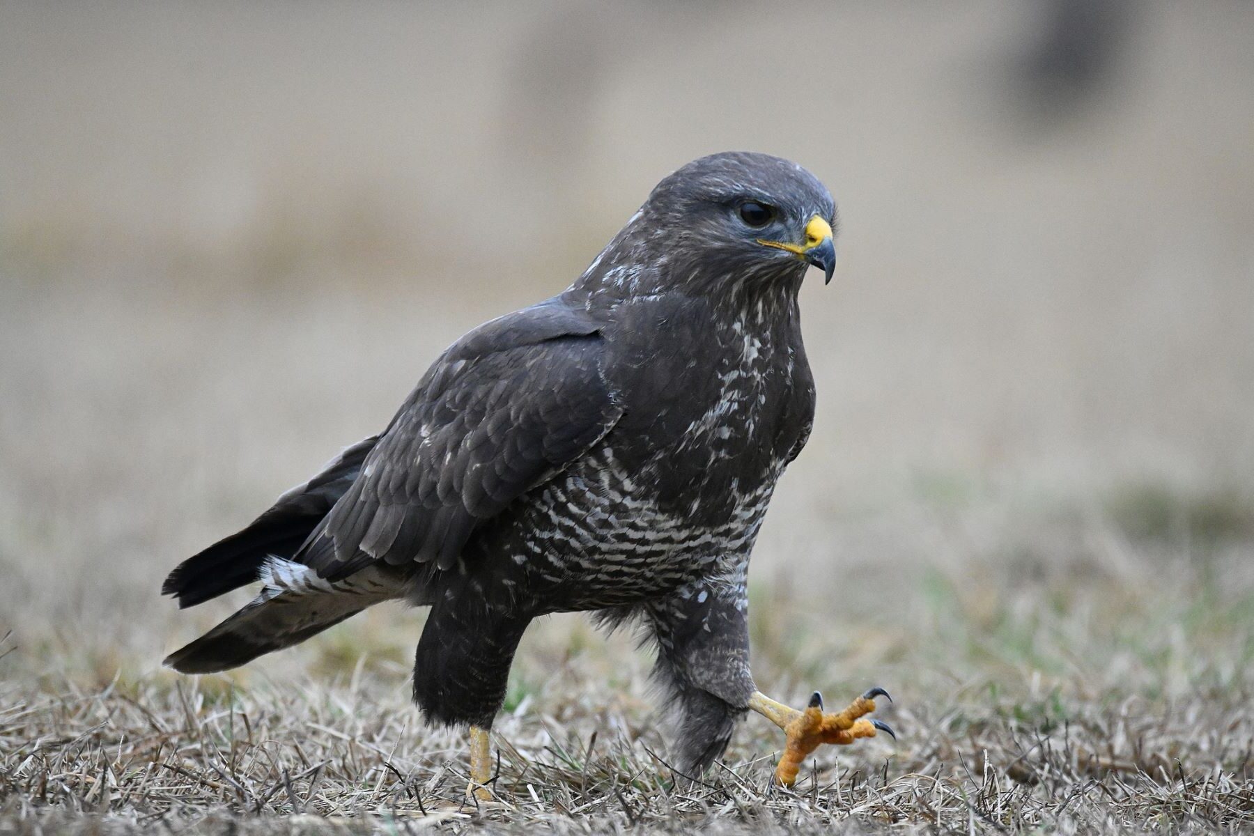 SEO/BirdLife aguilucho cenizo