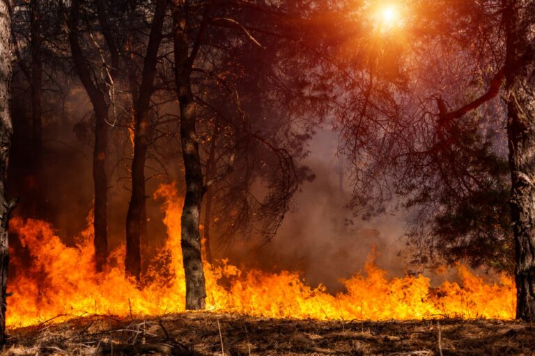 Incendios forestales Latinoamérica