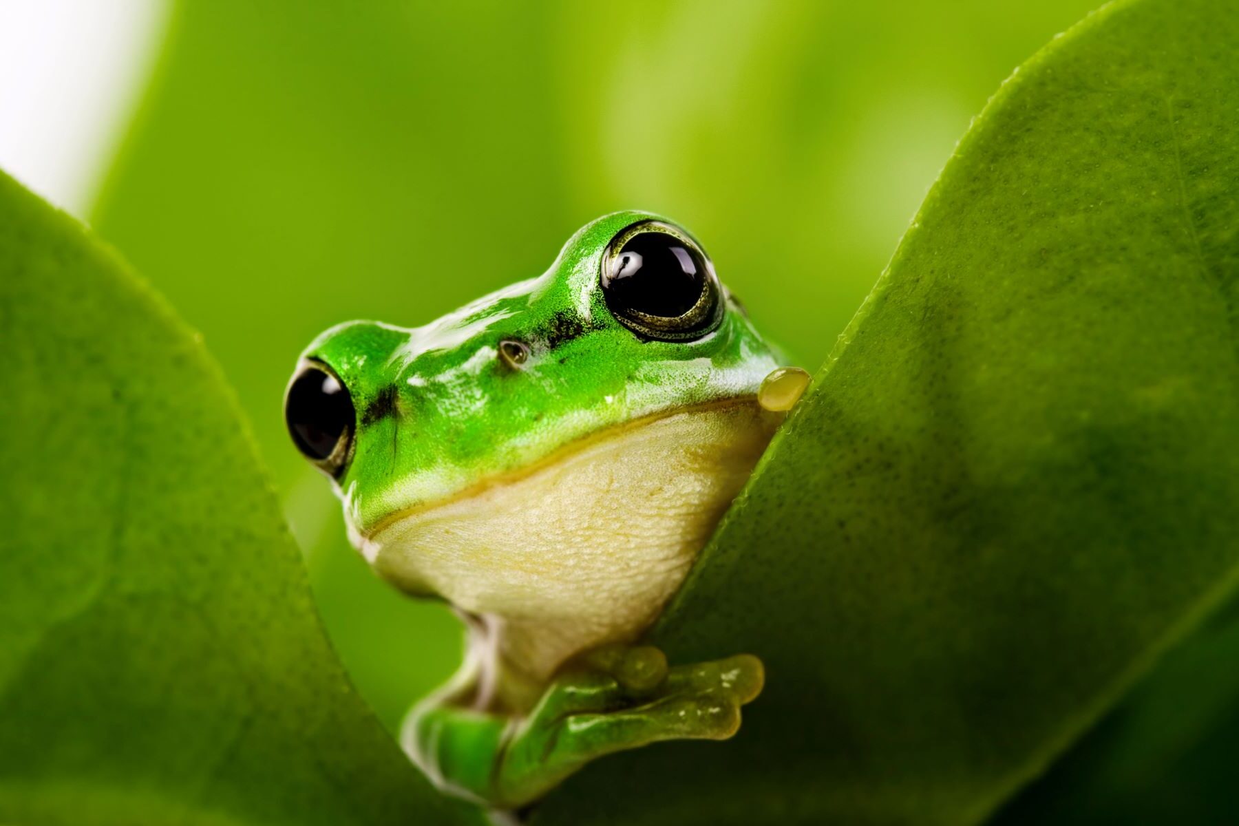 COP16 biodiversidad salud financiación
