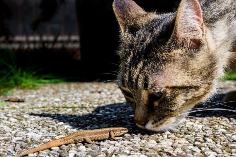 Isla Graciosa gatos biodiversidad espacios naturales protegidos