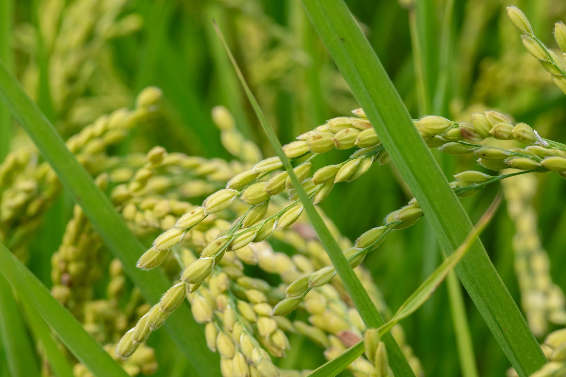 agua arroz solucion sostenible