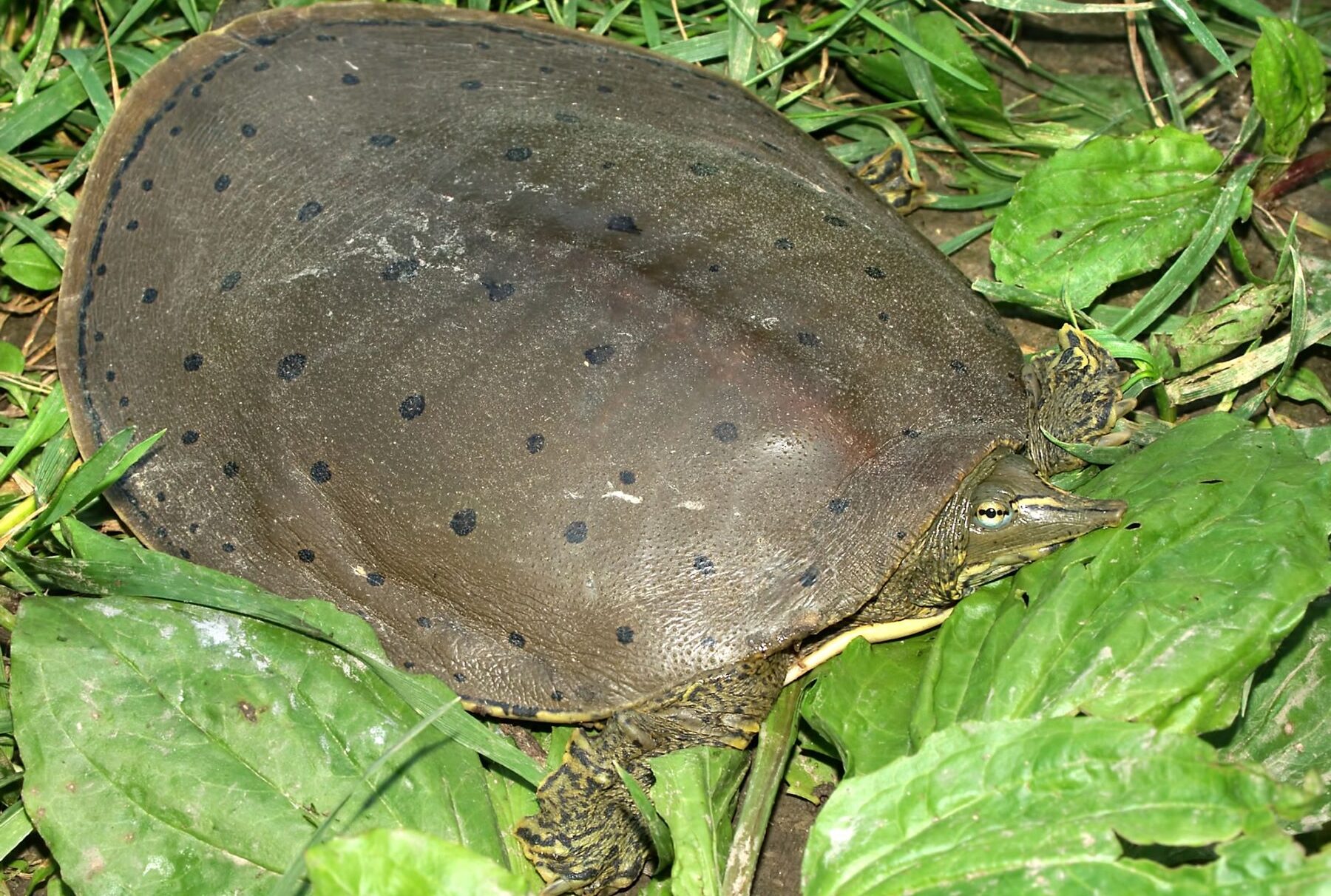 genoma tortugas evolución vertebrados