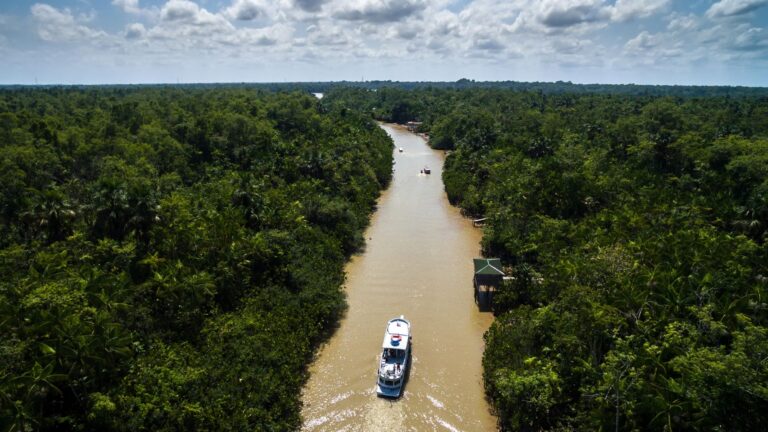 Brasil proteger bosques