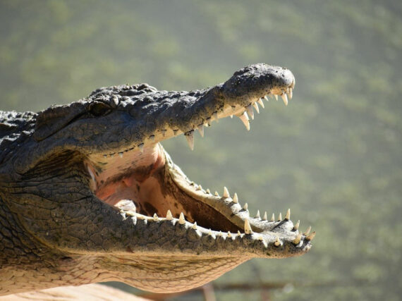 Baza Granada cocodrilo 4,5 millones años