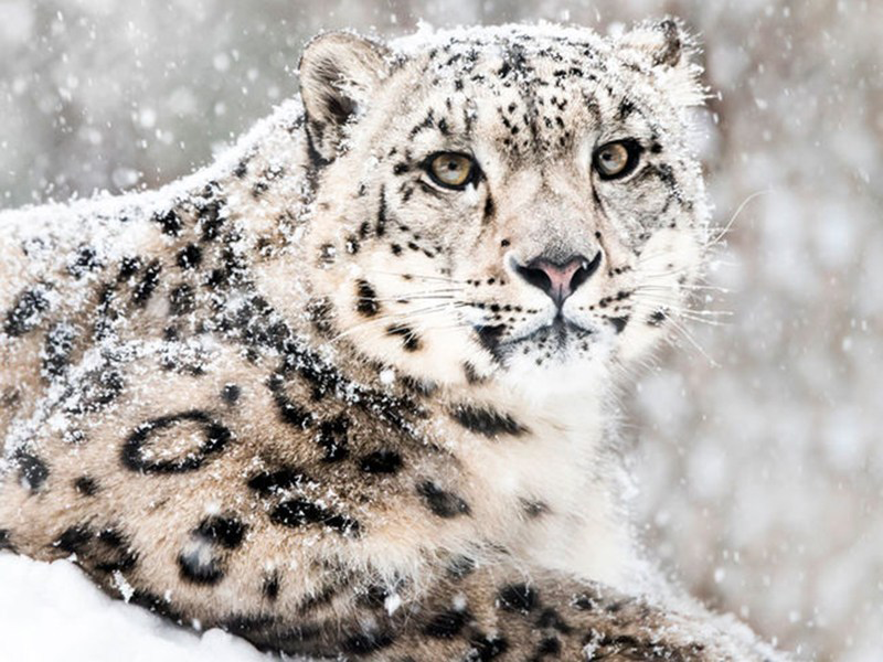 Día Internacional Leopardo Nieves 2024