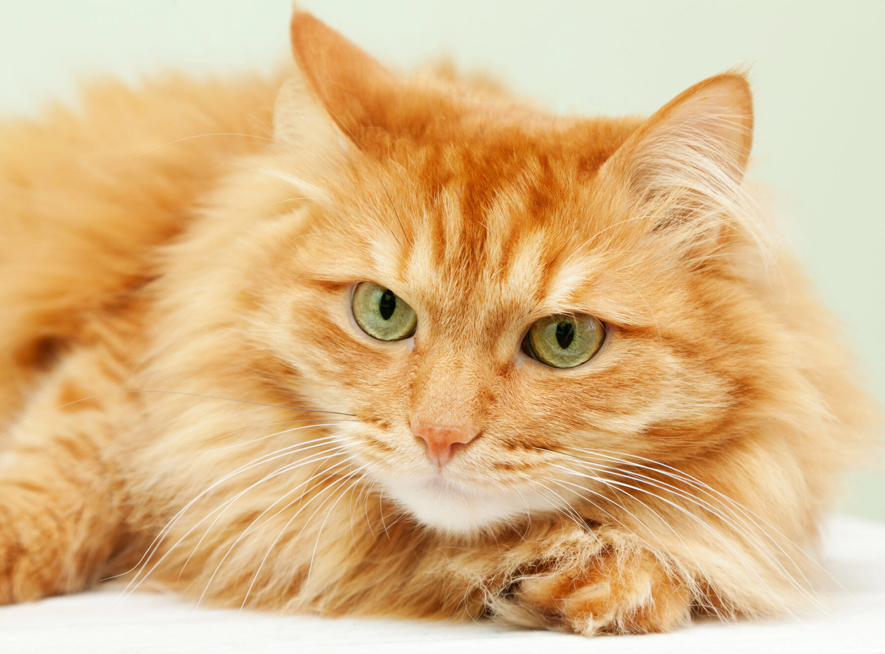 Día Nacional Gato Estados Unidos 2024