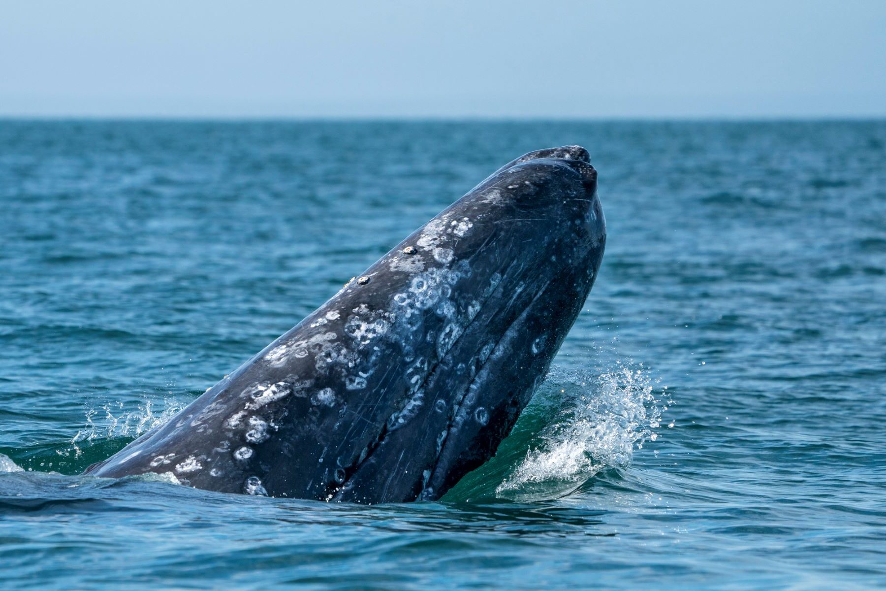 Santuario Ballenas Atlántico Sur
