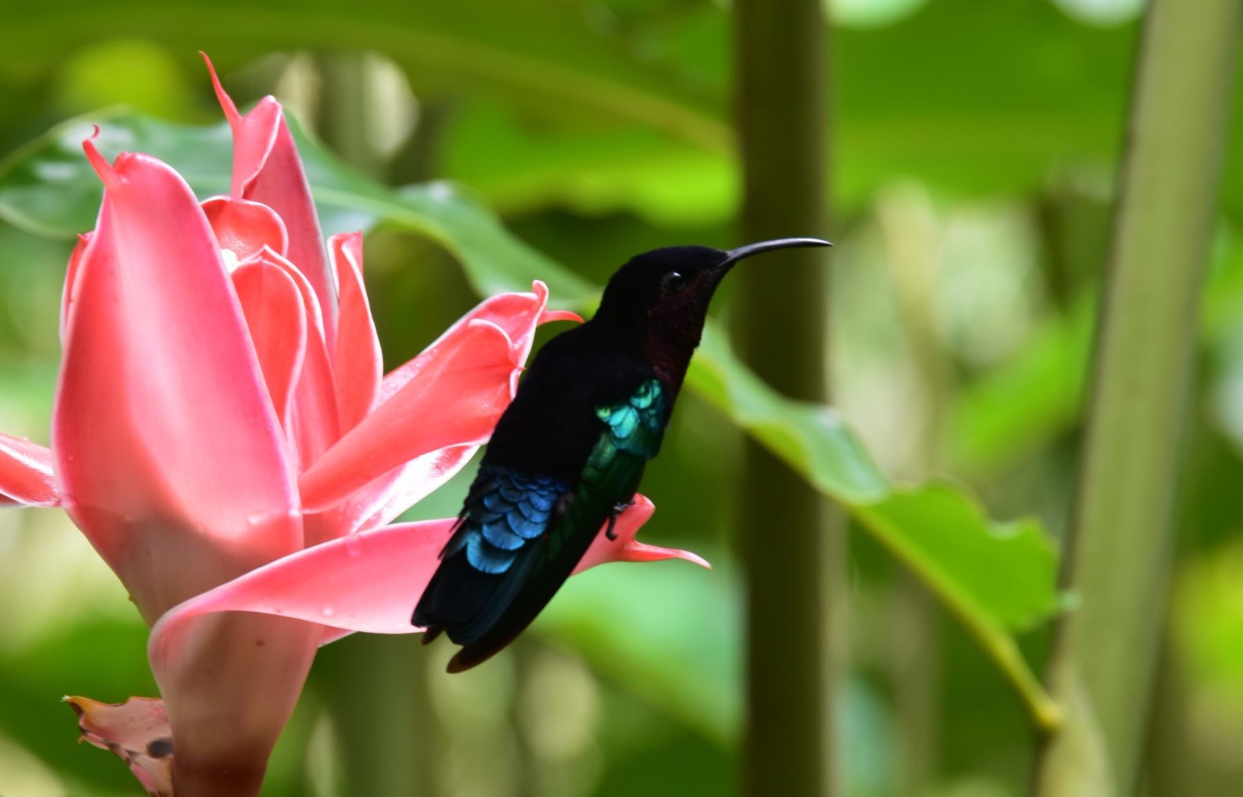 huracán maría polinizadores caribe
