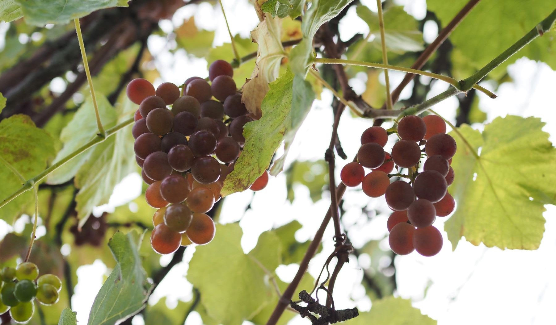 producto ecológico Cantabria BioCultura Madrid 2024