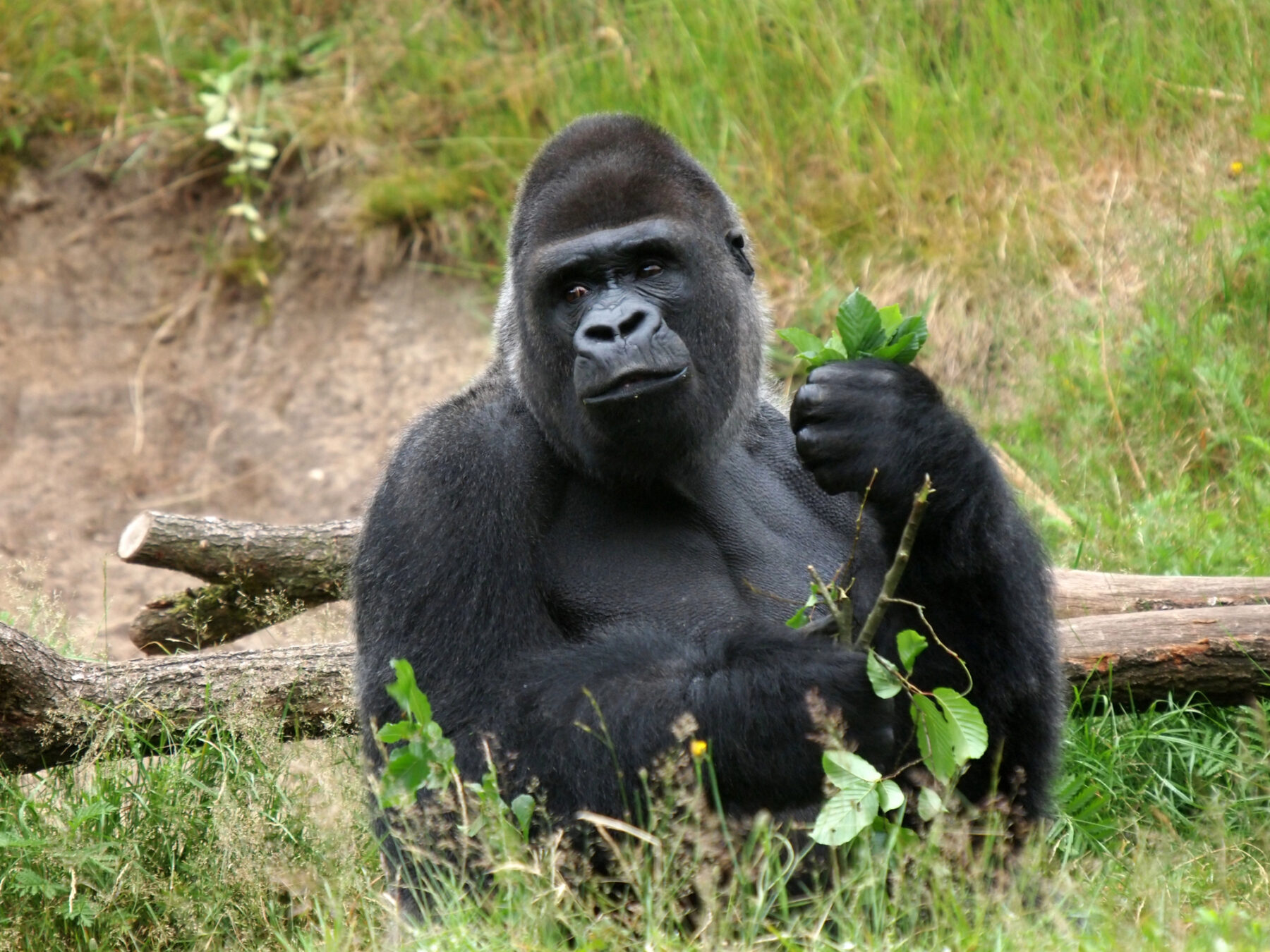 España legislación grandes simios