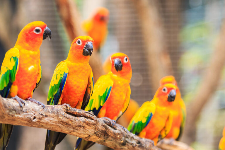 Extinción aves polinización semillas plagas