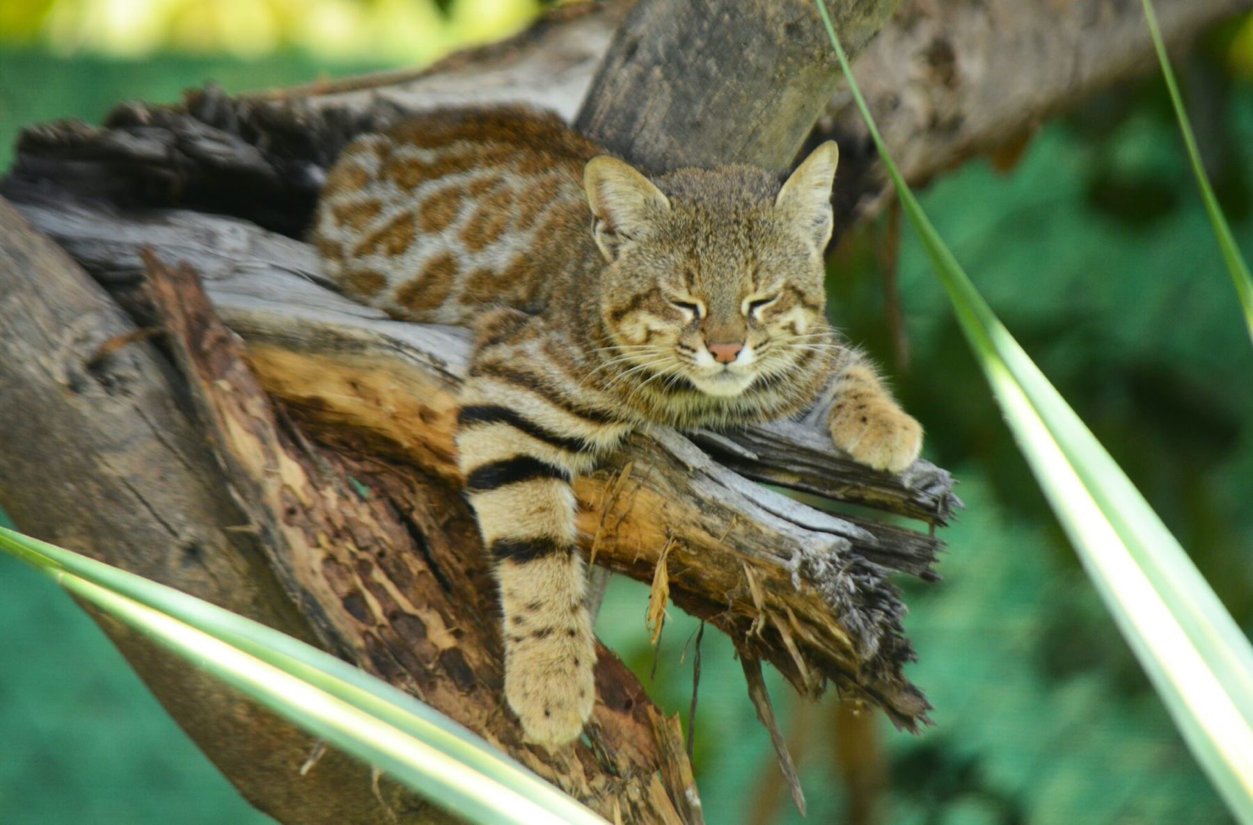 Atropellamiento cacería gato pampas