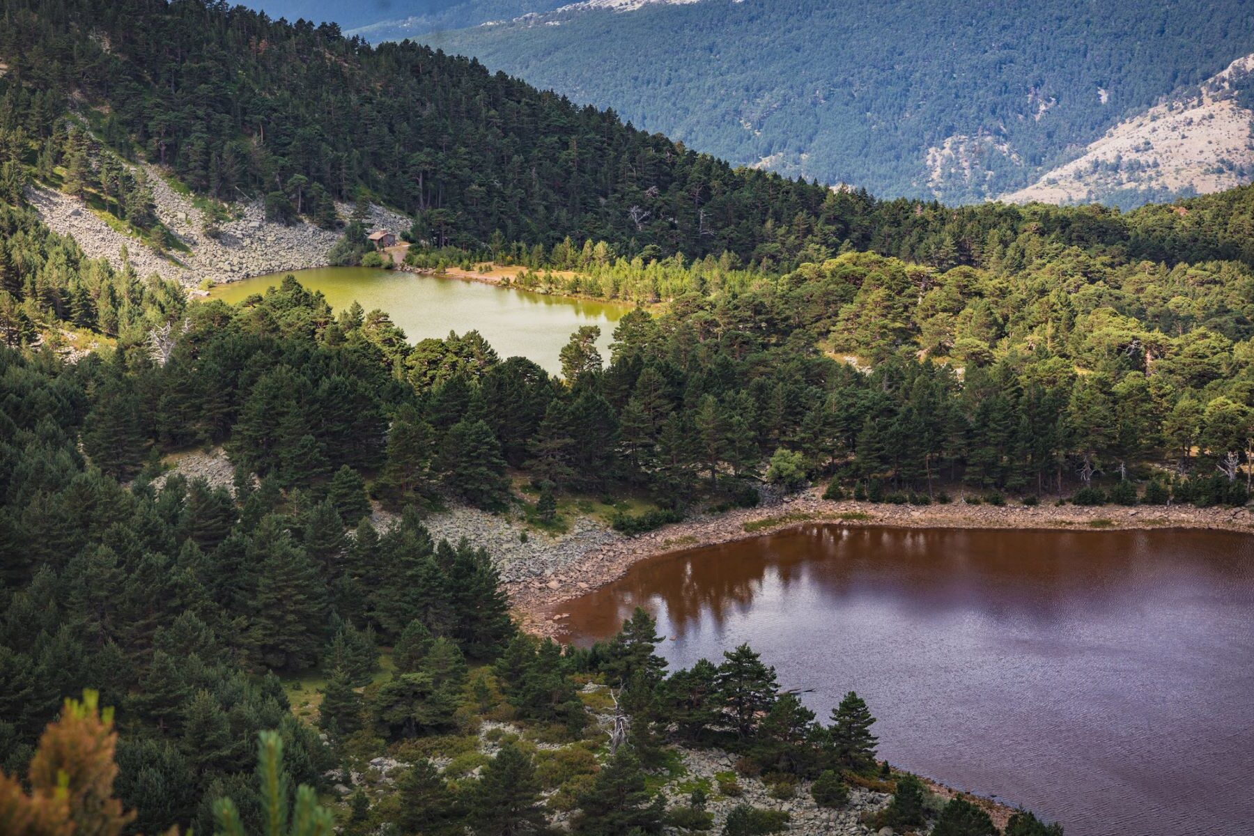 Foro Bosques Cambio Climático