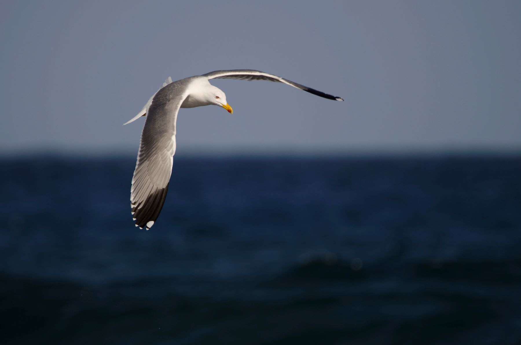 Galicia, nuevo foco de gripe aviar en aves silvestres