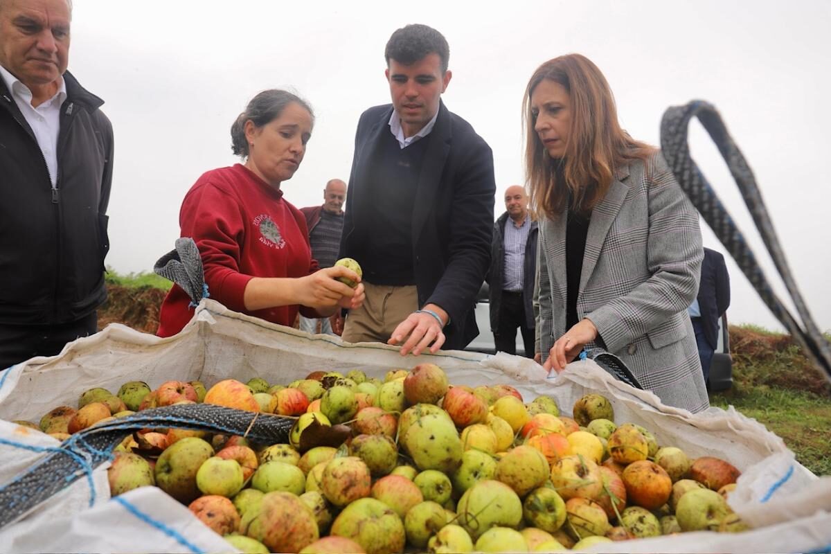 Galicia manzana sidra ecológica