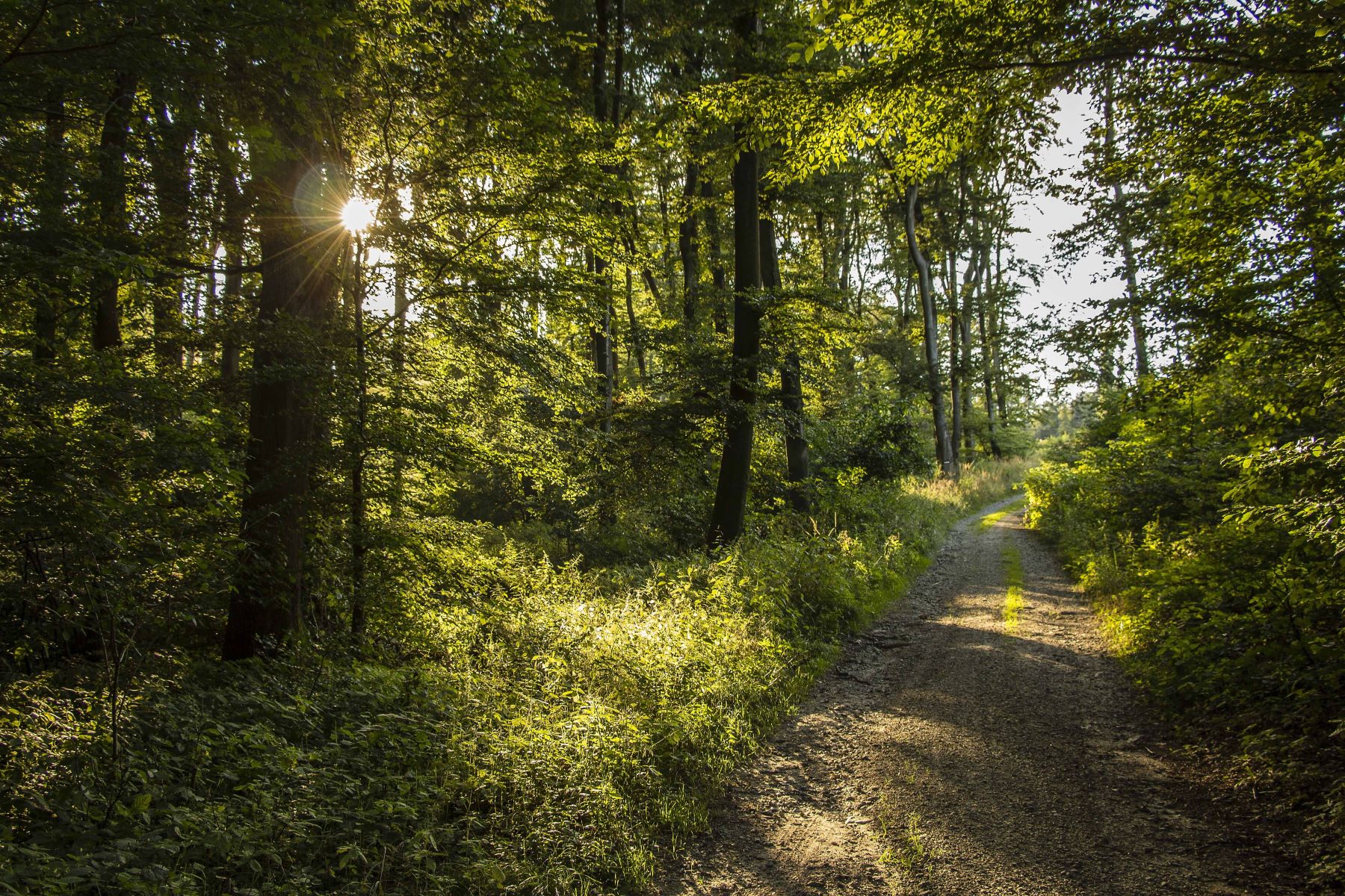 Junta Andalucía Política Forestal
