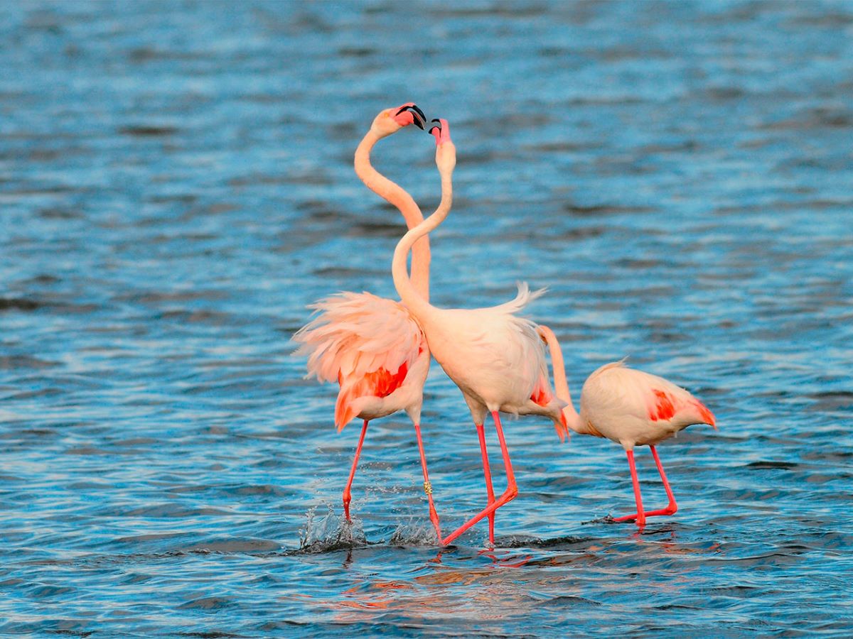 Andalucía WWF biodiversidad